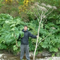 Giant Hogweed